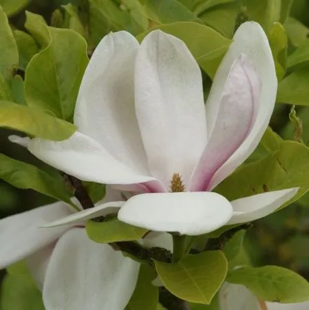 Магнолия Суланжа Специоза