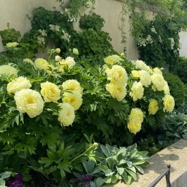 Пион ИТО Бартзелла