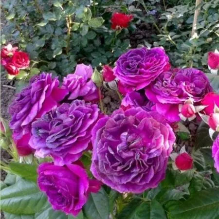 Роза шраб Перпл Лодж (Purple Lodge)