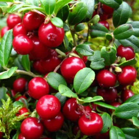 Брусника Ред Перл 