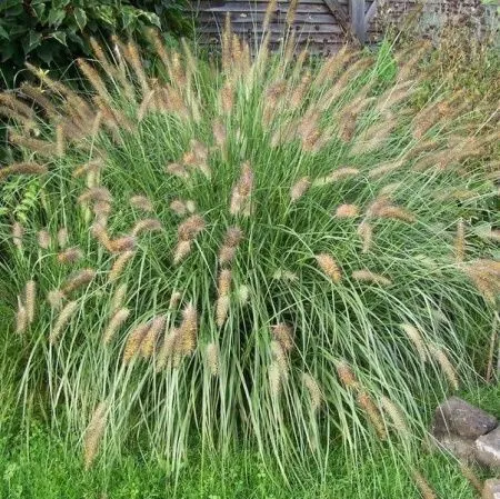 Пеннисетум Лисохвостный Литл Ханни