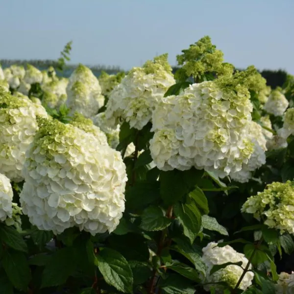 Гортензия метельчатая Мэджикал Монблан