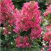 Гортензия метельчатая Мэджикал Файер