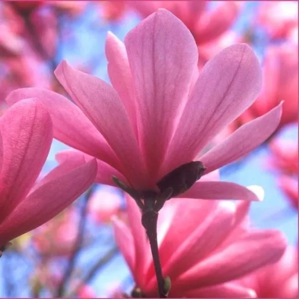 Магнолия Галакси