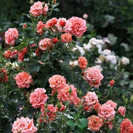 Роза флорибунда Энн Хендерсон (Ann Henderson)