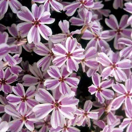 Флокс Кенди Страйпс