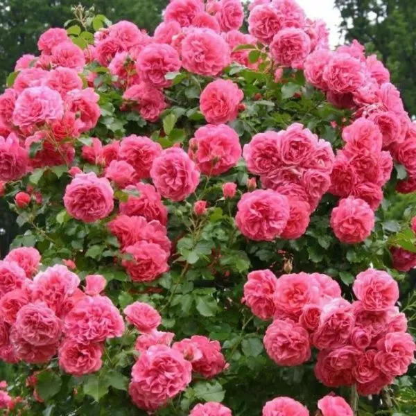Роза клаймбер Розариум Ютерзен (Rosarium Uetersen)