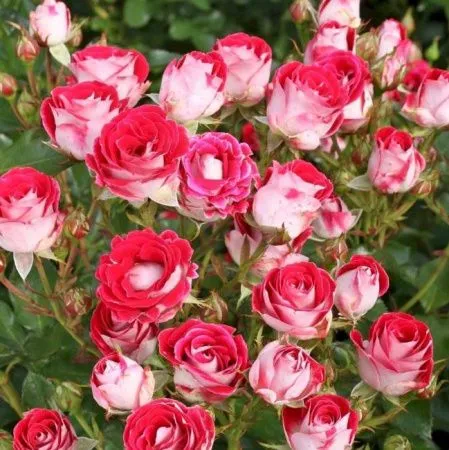 Роза флорибунда Шон Кобленцерин (Schöne Koblenzerin)