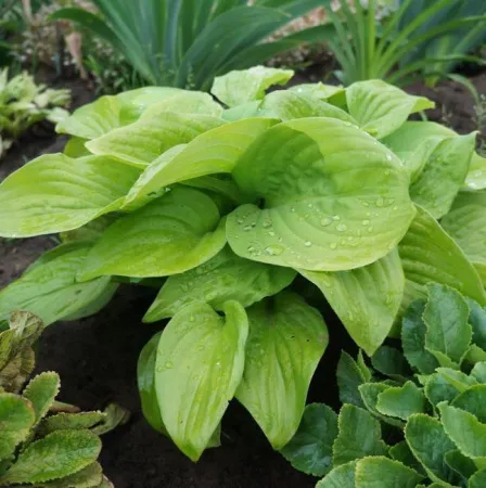 Хоста Королева