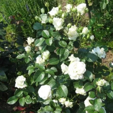 Роза чайно-гибридная Акито (Akito)