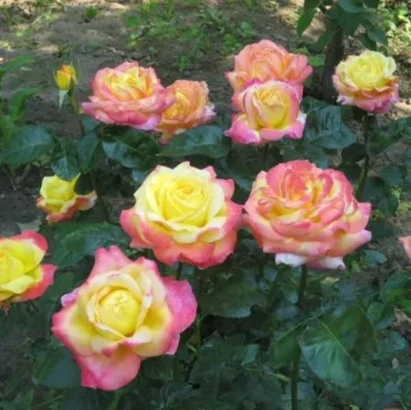 Роза чайно-гибридная Восточный Экспресс (Pullman Orient Express)