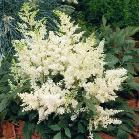 Астильба Арендса Астари Вайт