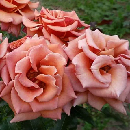 Роза флорибунда Энн Хендерсон (Ann Henderson)