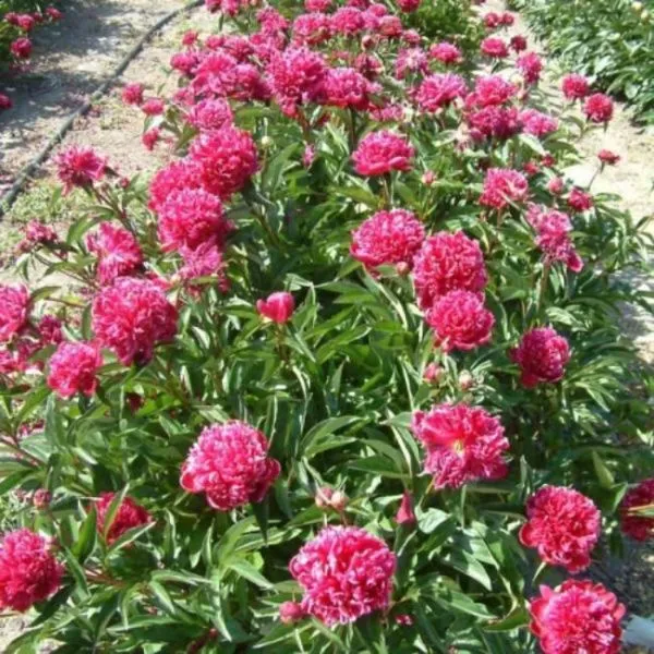 Пион молочноцветковый Букет Перфект