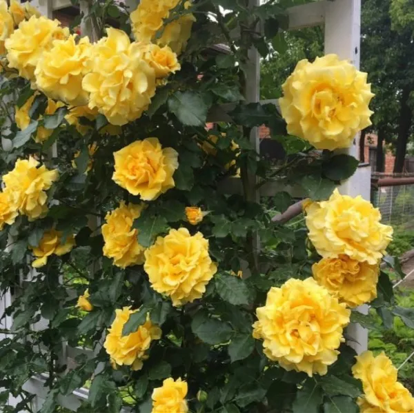 Роза плетистая Римоза (Rimosa)
