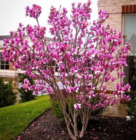 Магнолия Суланжа Лобарди Роуз