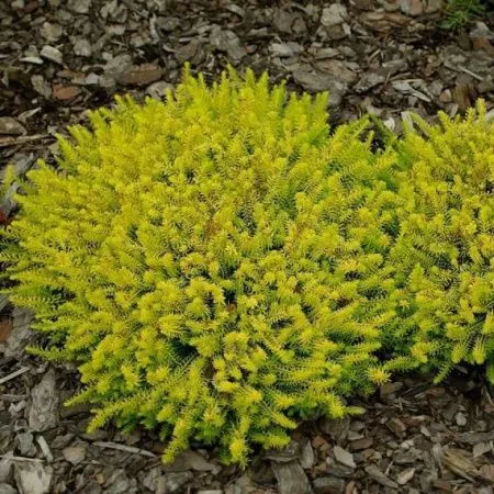 Эрика дарленская Голден Пёрфект