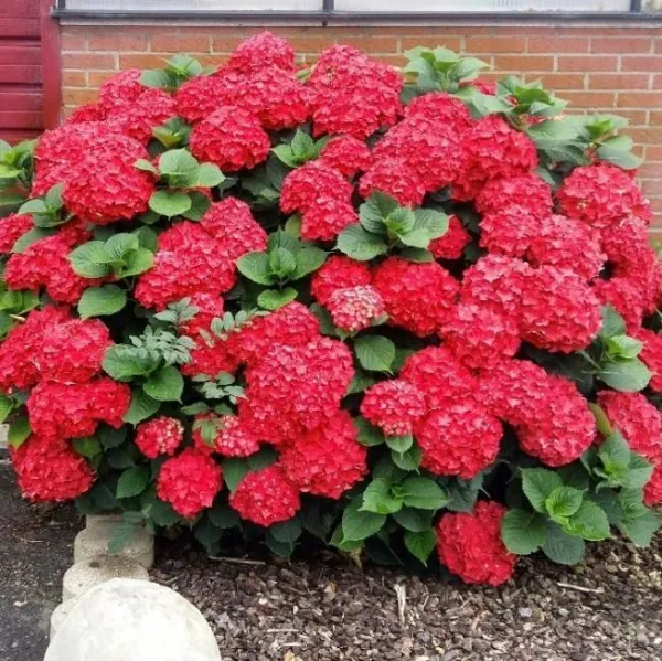 Гортензия крупнолистная Ред Барон