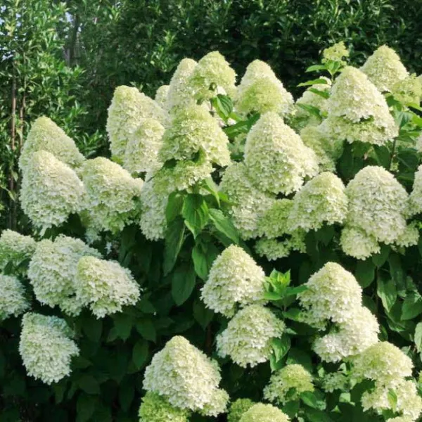 Гортензия метельчатая Сильвер Доллар