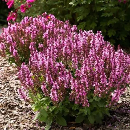 Шалфей дубравный Сенсейшен Дип Роуз