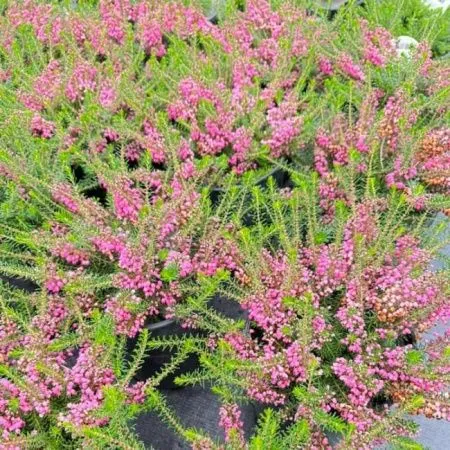 Эрика блуждающая Мисс Максвел