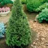 Туя Западная Смарагд