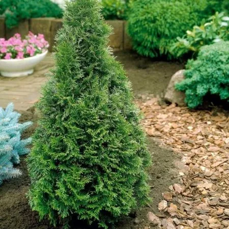 Туя Западная Смарагд