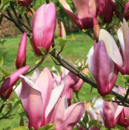 Магнолия лилиецветная Грацилис