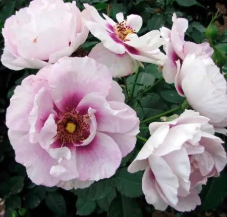 Роза гибрид Айс Фо Ю (Eyes For You)