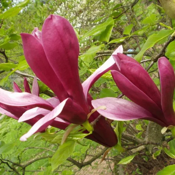 Магнолия Орхид