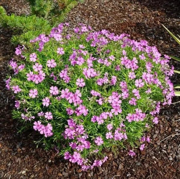 Флокс шиловидный Фабулос Роуз