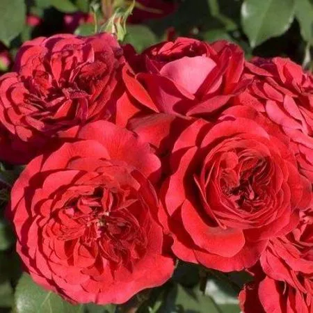 Роза флорибунда Мона Лиза (Mona Lisa)