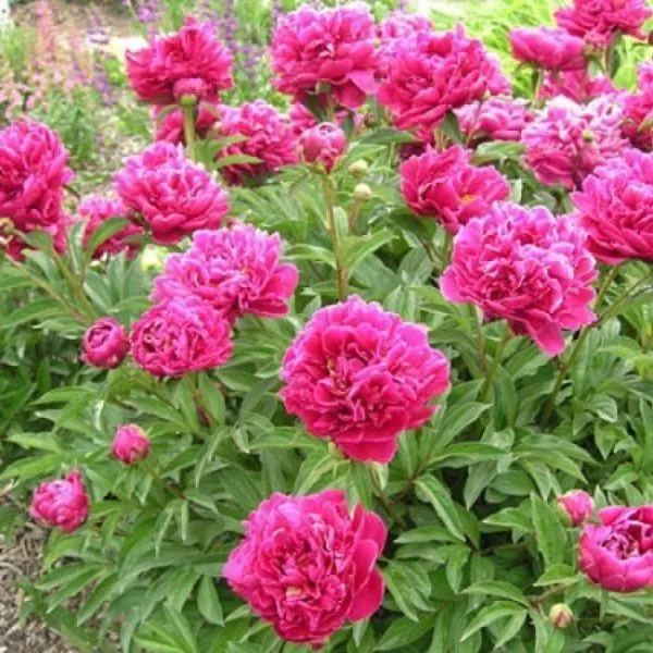 Пион молочноцветковый Александр Флеминг