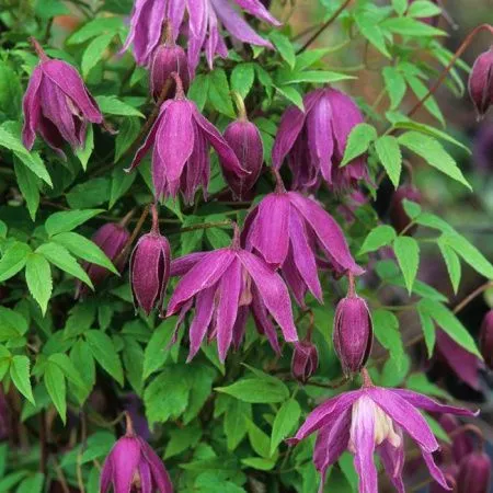 Клематис альпийский (княжик) Ян Линдмарк