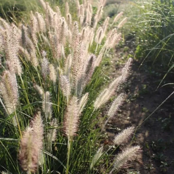 Пеннисетум лисохвостый Гельбштиль