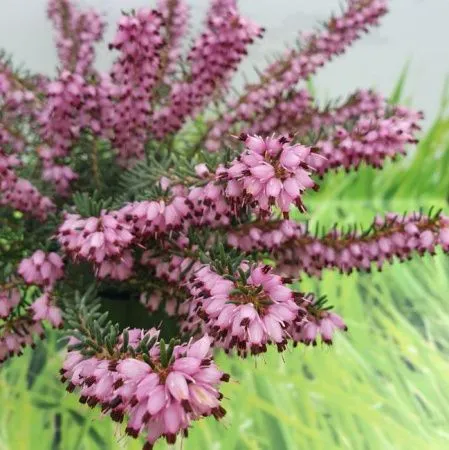 Эрика травянистая Праекокс Рубра