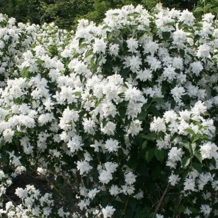 Чубушник (Жасмин) Розас