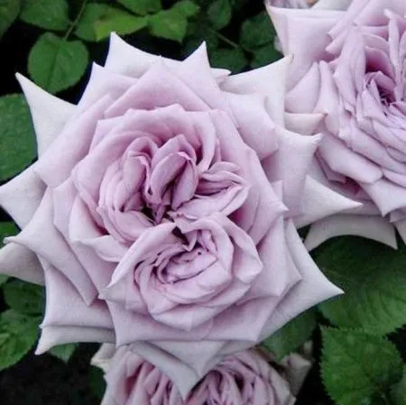 Роза чайно-гибридная Шато Мертию (Chateau Myrtille)