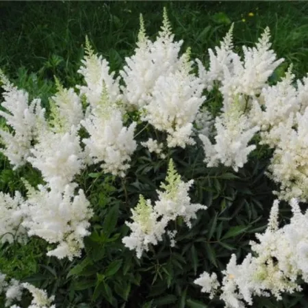 Астильба Вайс Глория