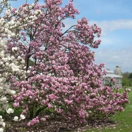 Магнолия Хевен Сцент