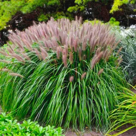 Пеннисетум лисохвостный Ред Хед