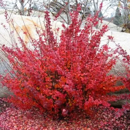 Барбарис Тунберга Кармен