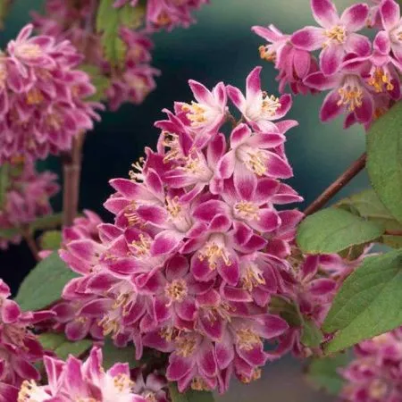 Дейция гибридная Стравберри Филдс