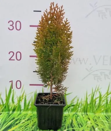 Туя Восточная Ауреа Нана