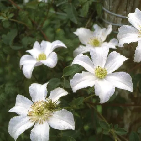 Клематис Хулдайн