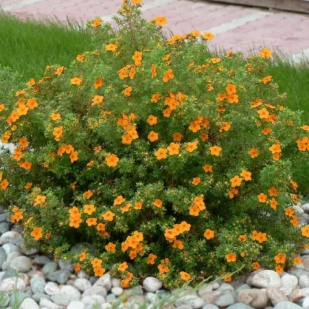 Лапчатка кустарниковая Сансет