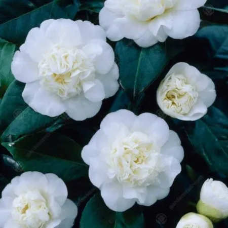 Камелия японская Нобилиссима