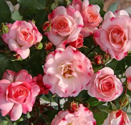 Роза шраб Розенштадт Фрайзинг (Rosenstadt Freising)