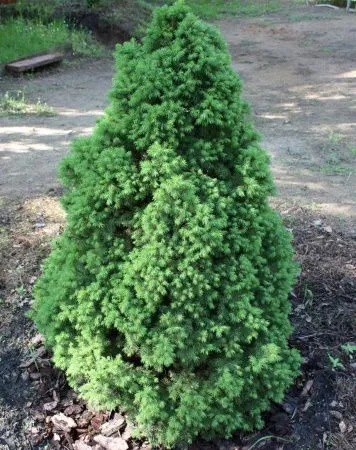 Ель канадская Пикколо