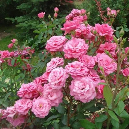 Роза флорибунда Диадем Маджента (Diadem Magenta)